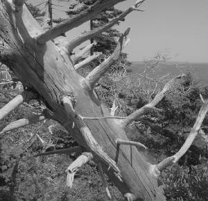 AcadiaTree.jpg